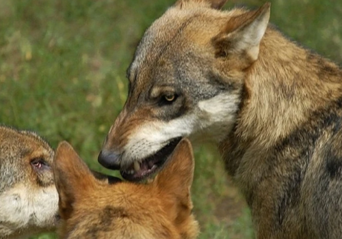 «Каждую ночь разгрызают в клочья поросят»: волки держат в страхе жителей Сакского района в Крыму