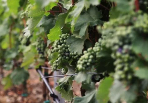Полусладкие красные вина Крыма признаны лучшими в стране