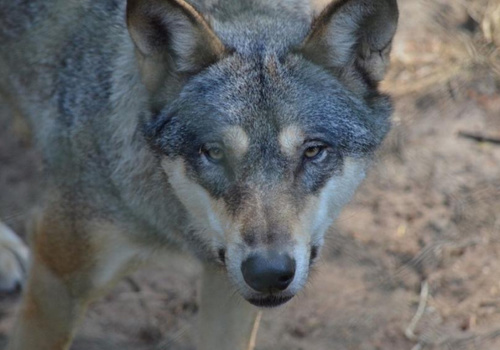В Крыму застрелили волка, державшего в страхе жителей Бахчисарайского района