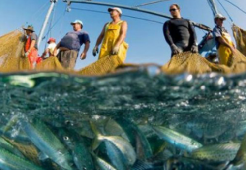 Севастопольским рыбакам создадут отдельные правила выхода в море на время СВО