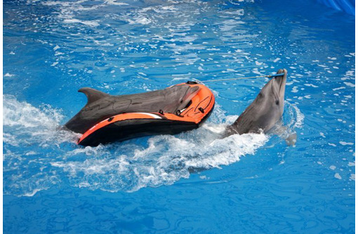 Дельфинарий в Севастополе – увлекательное шоу и плаванье с дельфинами!