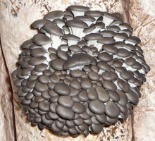 Комплект для выращивания грибов вешенка в любых домашних условиях - Грибоводство в Сочи