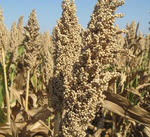 Семена сорго - Саженцы, растения в Краснодаре
