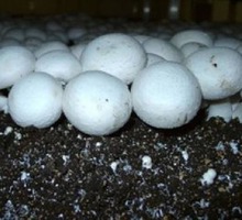 Грибной мицелий шампиньонов - Саженцы, растения в Темрюке