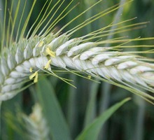 Семена озимого тритикале Тихон, Хлебороб на зерно и зеленую массу - Саженцы, растения в Краснодарском Крае