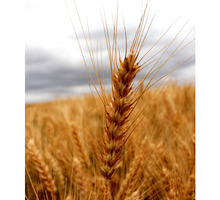 Семена озимой пшеницы Еланчик, Таня, Тимирязевка-150, Юка, Юбилейная-100 - Саженцы, растения в Краснодаре