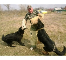 Дрессировка собак всех пород постановка на охрану - Дрессировка, передержка в Лабинске