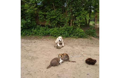 Дрессировка собак всех пород постановка на охрану - Дрессировка, передержка в Лабинске