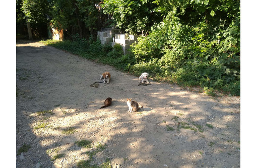Дрессировка собак всех пород постановка на охрану - Дрессировка, передержка в Горячем Ключе