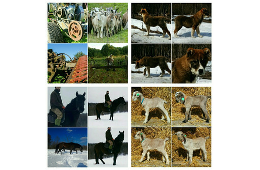 Продукты животноводства и прочее - Сельхоз животные в Апшеронске