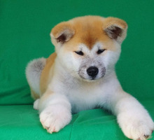 Японская акита девочка продаётся - Собаки в Краснодарском Крае