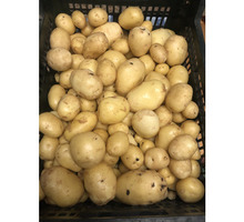 Молодая картошка всего по 150 руб. за кг. - Эко-продукты, фрукты, овощи в Краснодарском Крае