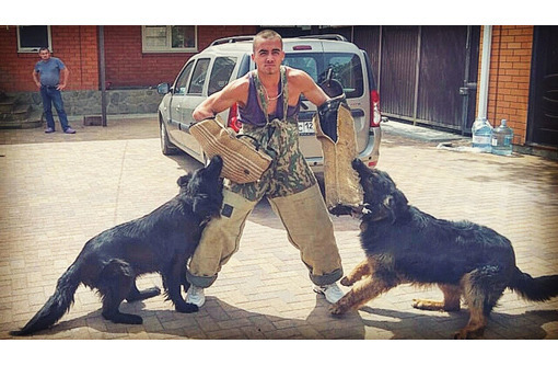 Дрессировка собак Белореченск - Дрессировка, передержка в Белореченске