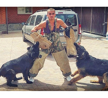 Дрессировка собак Белореченск - Дрессировка, передержка в Краснодарском Крае