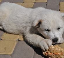 Щенки алабая любимцы семьи - Собаки в Краснодарском Крае