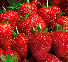 Рабочие на сбор ягод(клубники,малины) - Сельское хозяйство, агробизнес в Краснодарском Крае