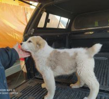 Продаются щенки среднеазиатской овчарки - Собаки в Краснодарском Крае