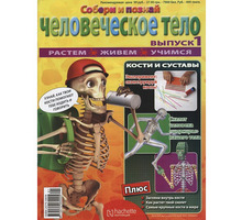 Модель человека, Обучающий набор Артёмка (Собери человеческое тело) - Игрушки в Краснодаре
