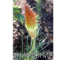 Саженцы плодовых, декоративных деревьев осень 2020 - Саженцы, растения в Краснодаре