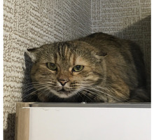 Найдена кошка (или кот) в Новой Адыгее - Кошки в Краснодарском Крае