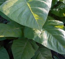 Семена табака и махорки - Саженцы, растения в Краснодаре