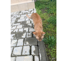 Найдена кошка ФМР - Бюро находок в Краснодаре