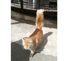 Найден кот - Кошки в Краснодарском Крае
