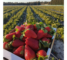 Бригада на сбор ягод - Сельское хозяйство, агробизнес в Краснодарском Крае