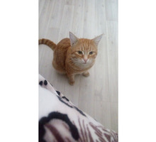 Пропал кот Ричик - Бюро находок в Краснодарском Крае