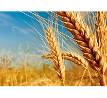 Семена озимой пшеницы среднеспелый сорт Гром - Саженцы, растения в Краснодарском Крае