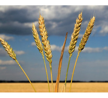 Семена озимой пшеницы среднеранний сорт Безостая-100 - Саженцы, растения в Краснодаре