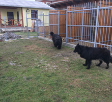 Зоогостиница для собак класса Люкс- комфортное проживание за 600 рублей - Дрессировка, передержка в Краснодарском Крае