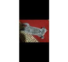 Продам кошку - Кошки в Краснодарском Крае