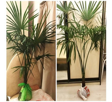 Пальмы Трахикарпус (веерные) - Саженцы, растения в Сочи