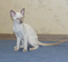 Продажа Ориентальных котят - Кошки в Краснодаре