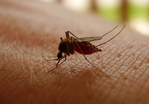 В Кропоткине начали проводить мероприятия по уничтожению комаров