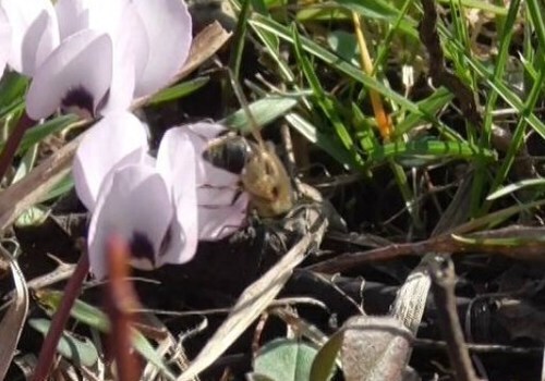 В Горячем Ключе из-за теплой погоды на пасеках проснулись пчелы