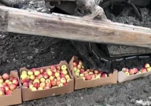 В Кропоткине уничтожили 467 кг санкционных яблок из Польши