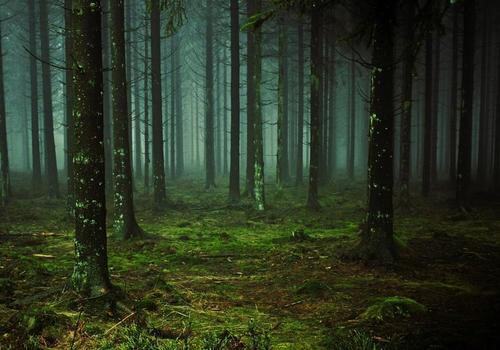 Семья из Волгограда заблудилась в белореченских лесах