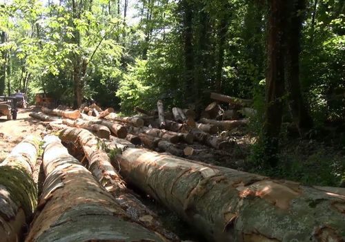 В Горячем Ключе пенсионер вырубил деревья на 6 млн рублей