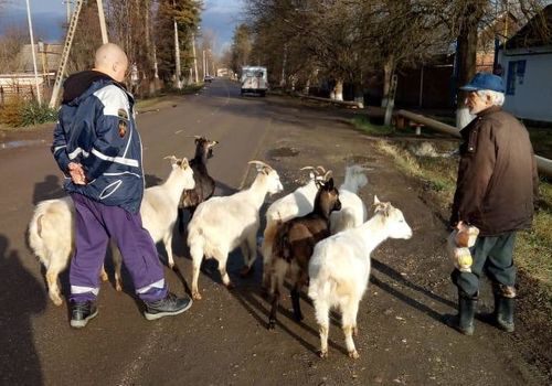 В Хадыженске нашли пенсионера с козами, которые заблудились в лесу