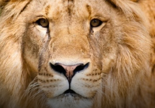 В сафари-парке Геленджика лев напал на посетителей ВИДЕО