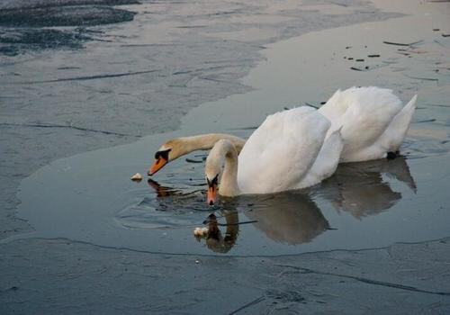 В Белореченском районе из ледяной ловушки спасли двух лебедей ФОТО