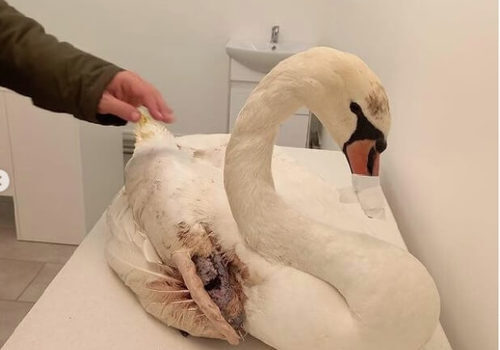 Мошенники пытаются заработать на истории с раненым лебедем из Горячего Ключа ФОТО