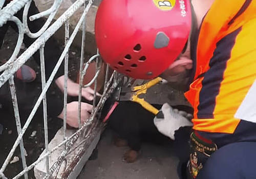 В Лабинске спасатели вытащили из колодца собаку и застрявшего в заборе щенка