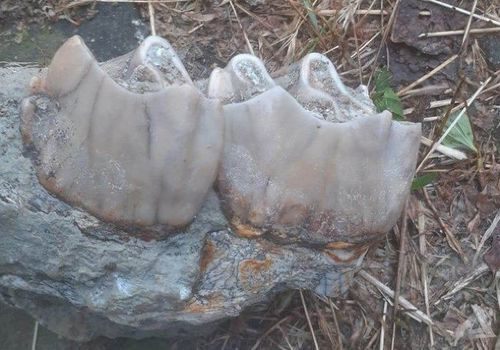 В Белореченске нашли останки носорога, который жил 2,5 млн лет назад ФОТО