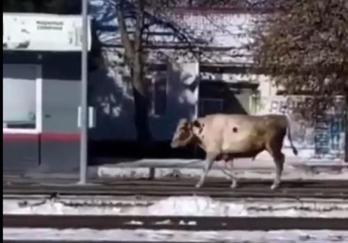 ​На железнодорожной станции в Белореченске бык забодал человека и бросился на электричку ВИДЕО