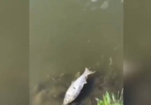 В Краснодаре в Карасунских озерах массово гибнет рыба ВИДЕО