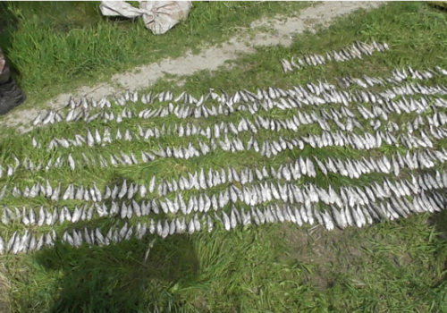 В Краснодарском крае пограничники задержали мужчин, незаконно поймавших более 1000 рыб