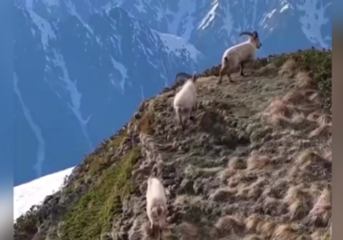 В Сочи беспилотник сделал редкие кадры краснокнижных горных козлов
